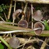 Psathyrella canoceps, Haarvelum-Mürbling